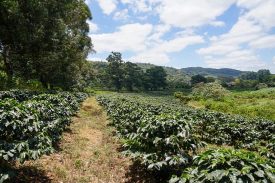 Unico Tanzania - Mshewe
