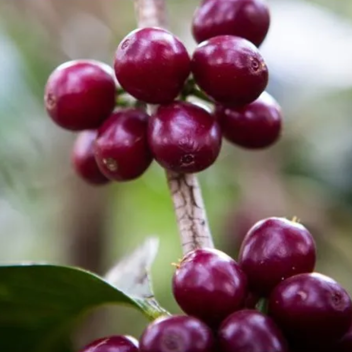 Gelcha Kindu, Ethiopia - Anaerobic Black Honey Process