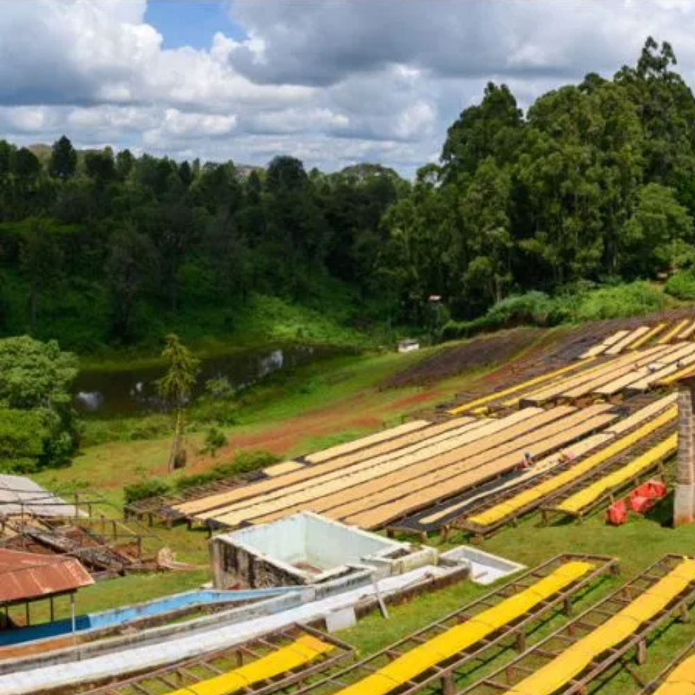 Kakindu Estate, Kenya - Single Estate Peaberry