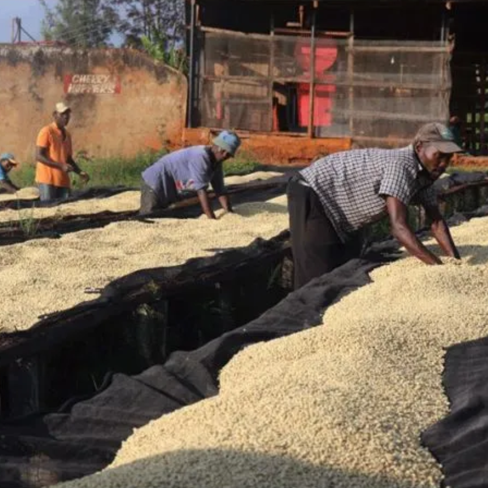 Kamwangi, Kenya - Fully Washed AB Lot