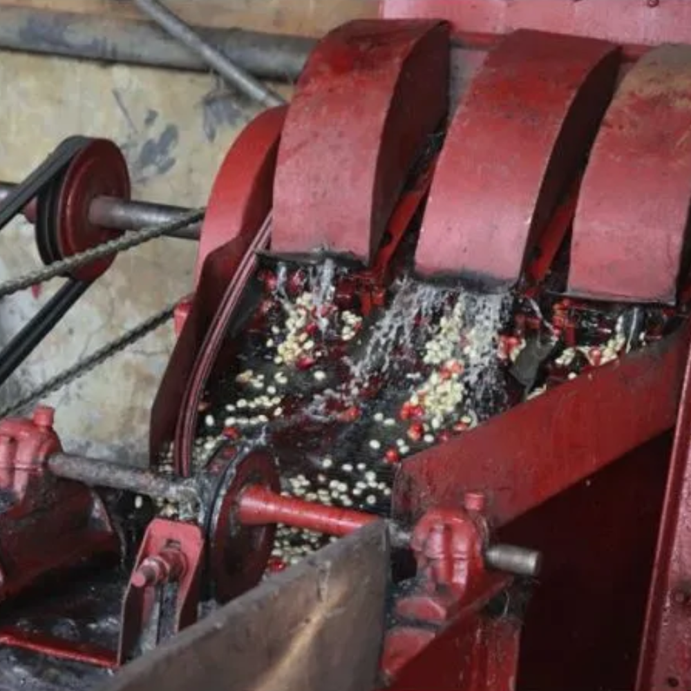 Kamwangi, Kenya - Fully Washed AB Lot