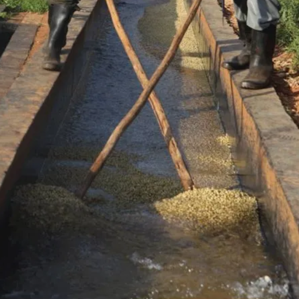 Kamwangi, Kenya - Fully Washed AB Lot
