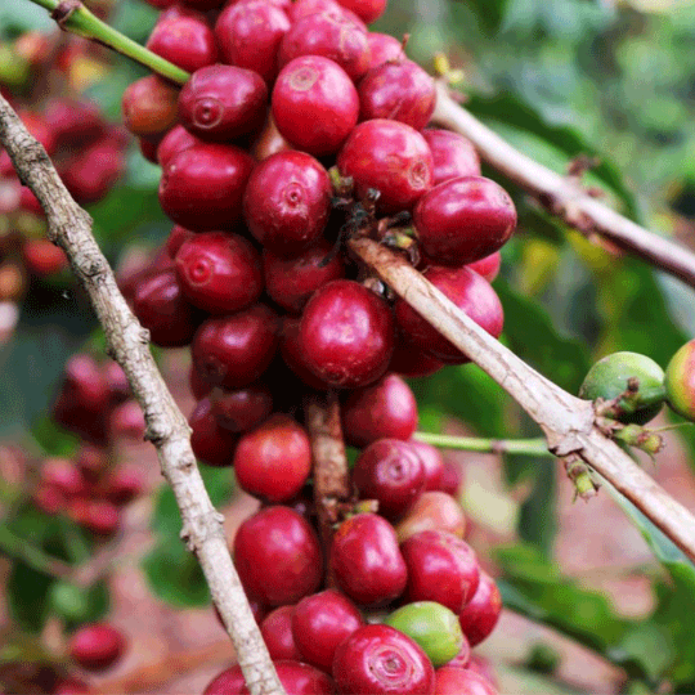 Kamwangi, Kenya - Fully Washed AB Lot