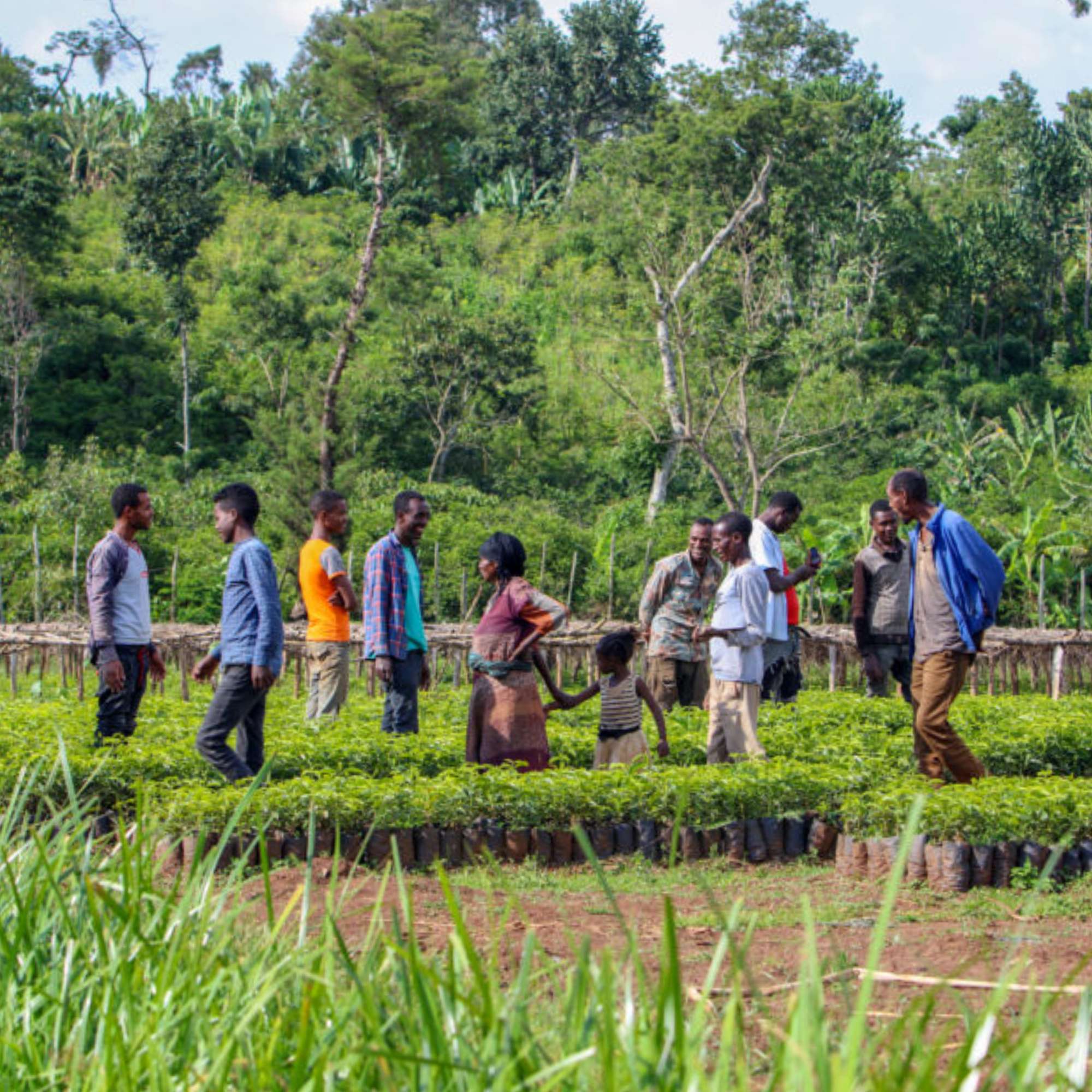 Bette Buna, Ethiopia, Guji - Single Farm