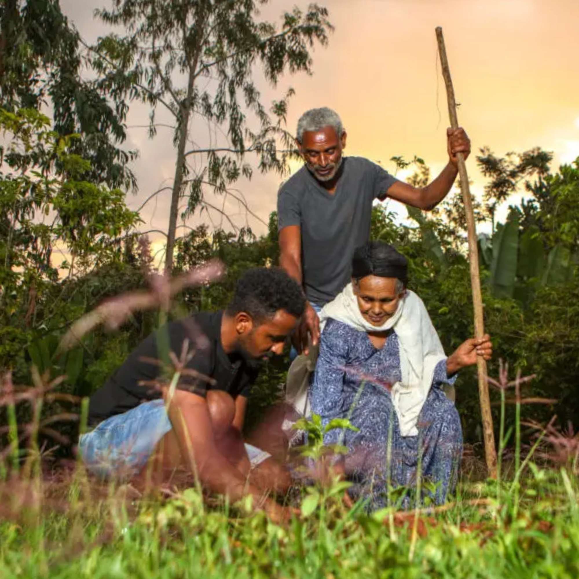 Bette Buna, Ethiopia, Guji - Single Farm