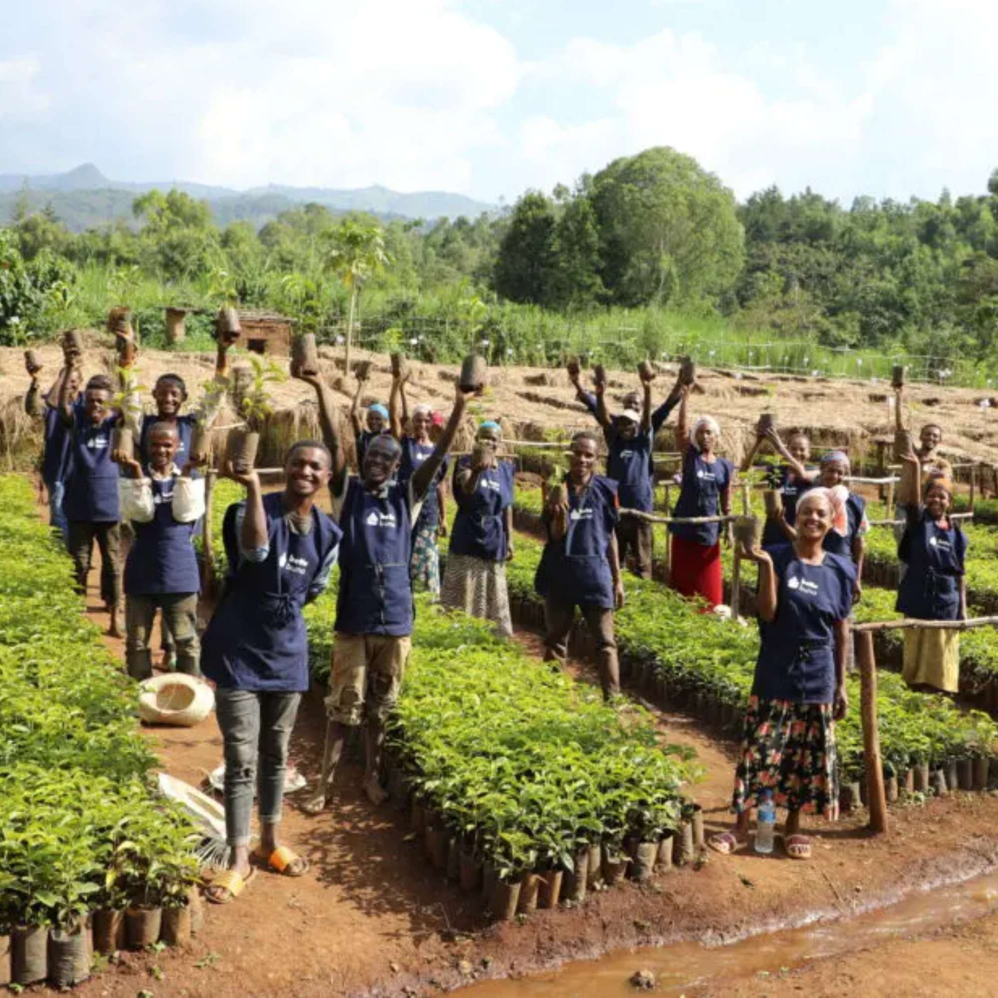 Bette Buna, Ethiopia, Guji - Single Farm