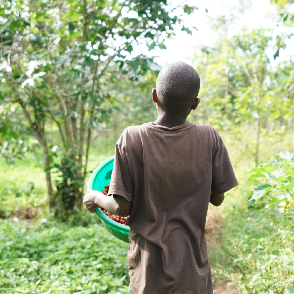 African Moon, Uganda - Single Origin