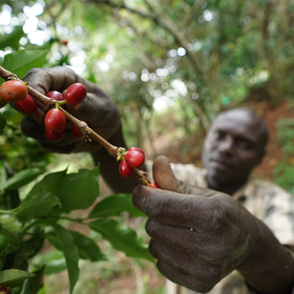African Moon, Uganda - Single Origin