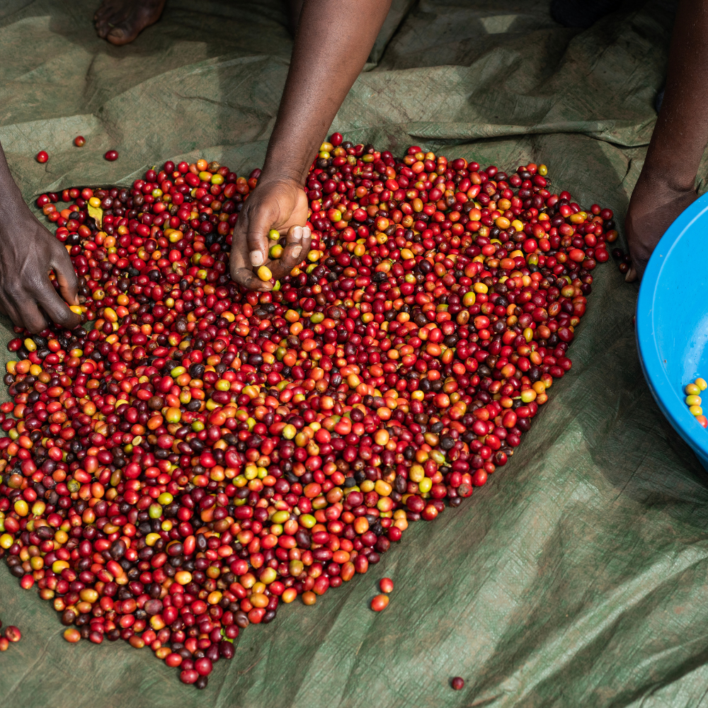 African Moon, Uganda - Single Origin