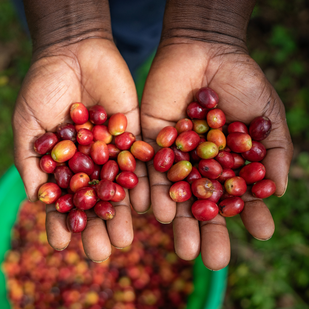 African Moon, Uganda - Single Origin