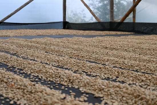Huila, Colombia - Sugarcane Decaffeinated