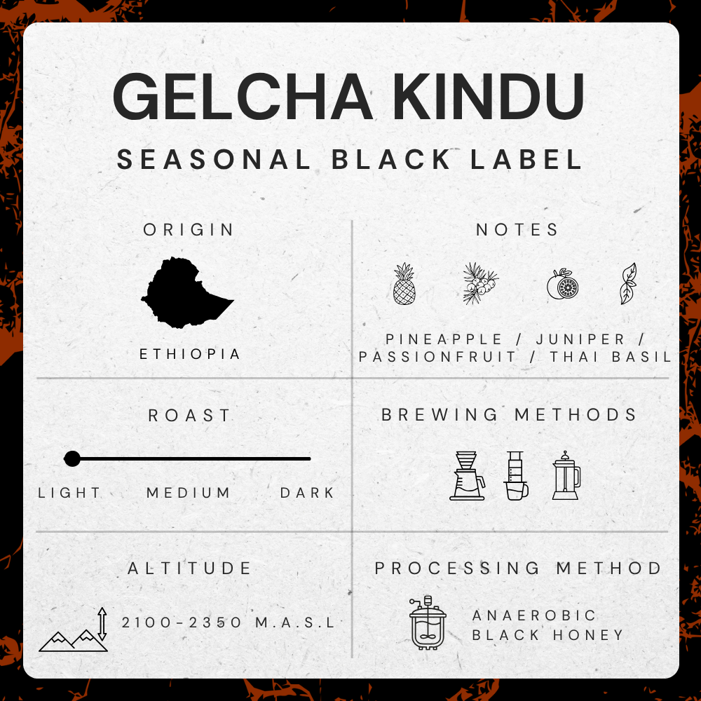 Gelcha Kindu, Ethiopia - Anaerobic Black Honey Process