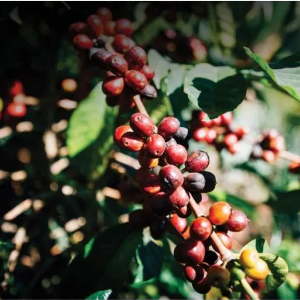 Gelcha Kindu, Ethiopia - Anaerobic Black Honey Process