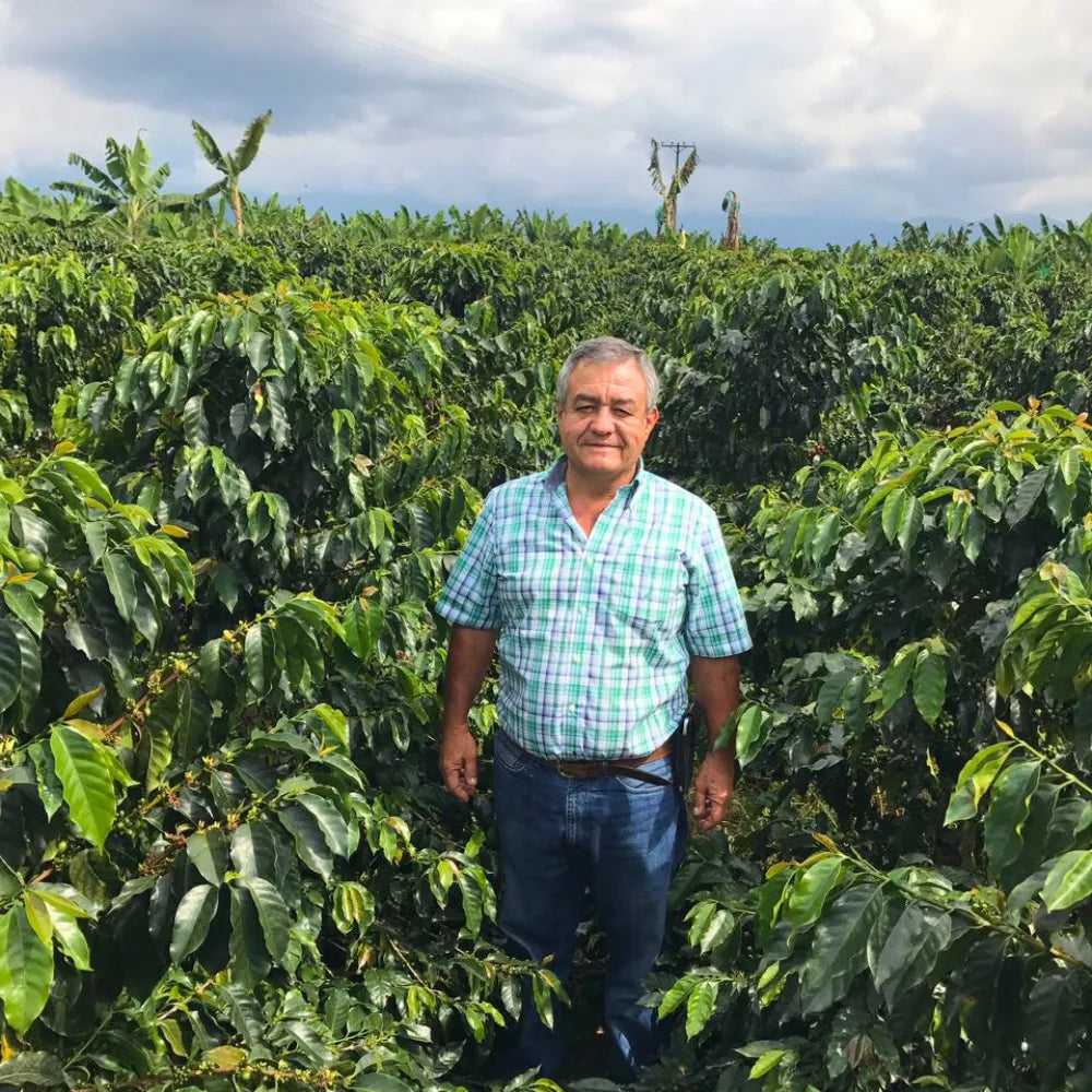 Villarazo, Colombia - Washed Papayo