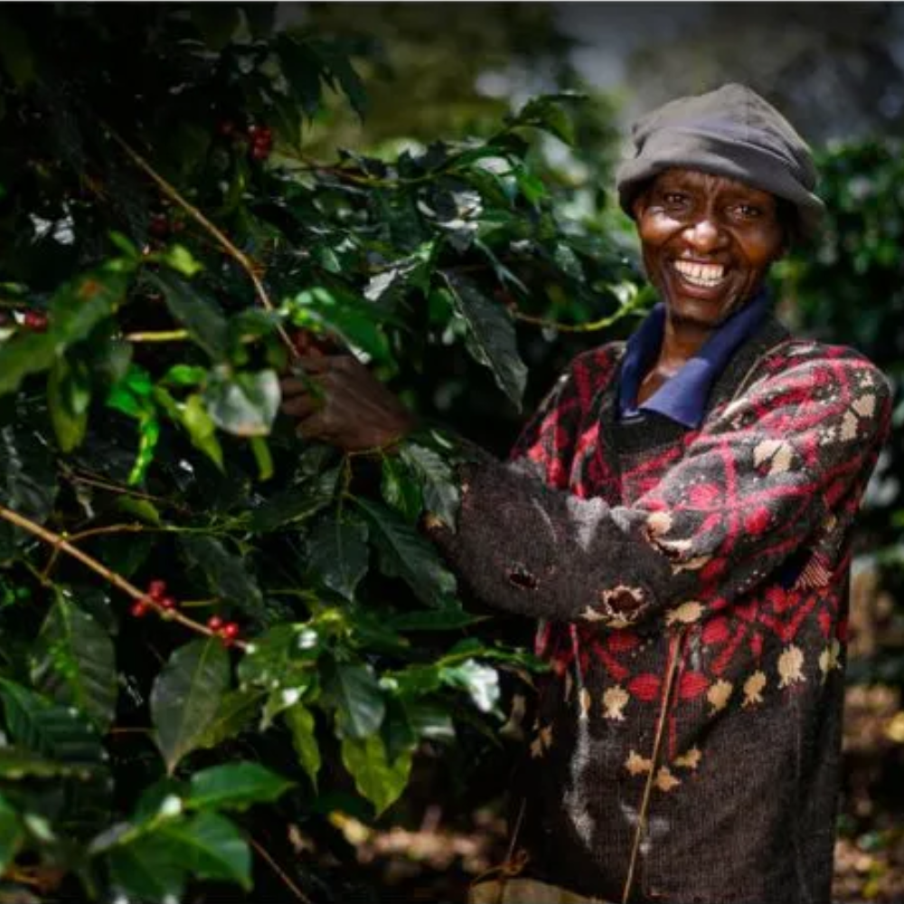 Kakindu Estate, Kenya - Single Estate Peaberry