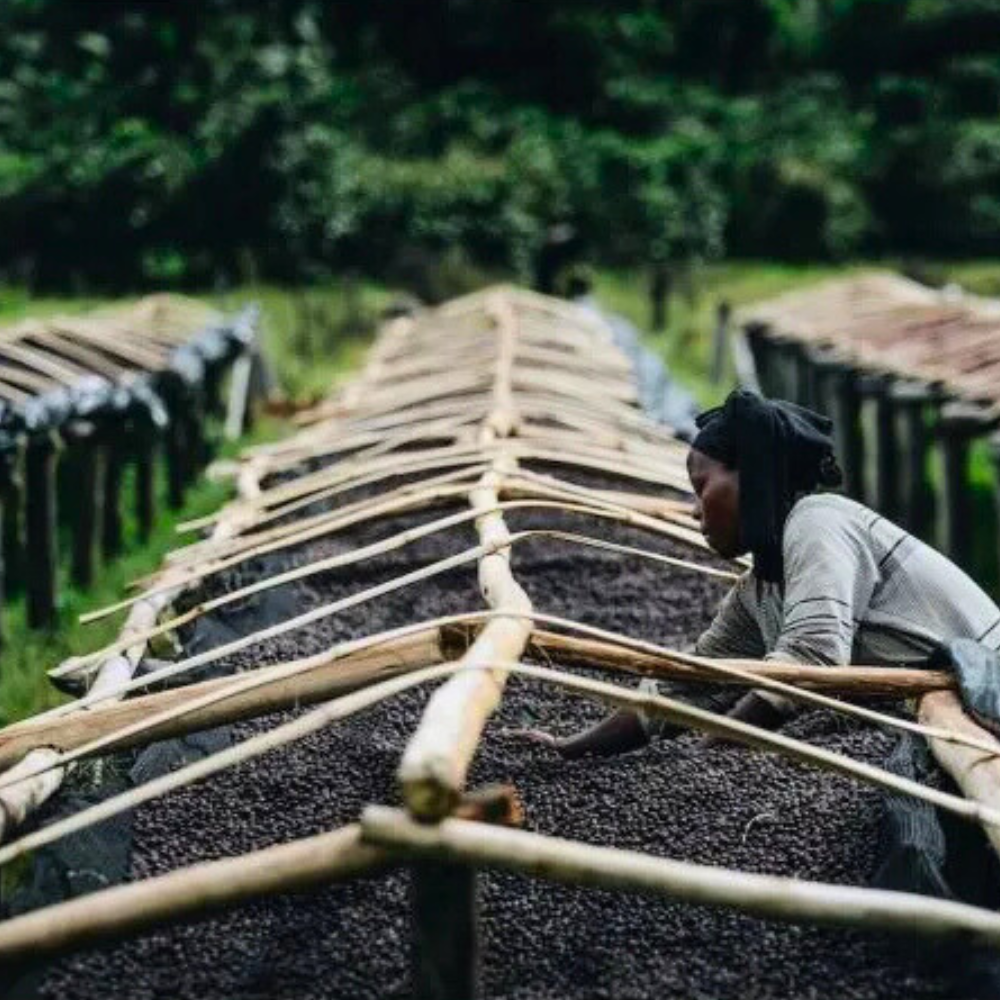 Choc Ho-Ho Orange - Limited Edition Christmas Coffee