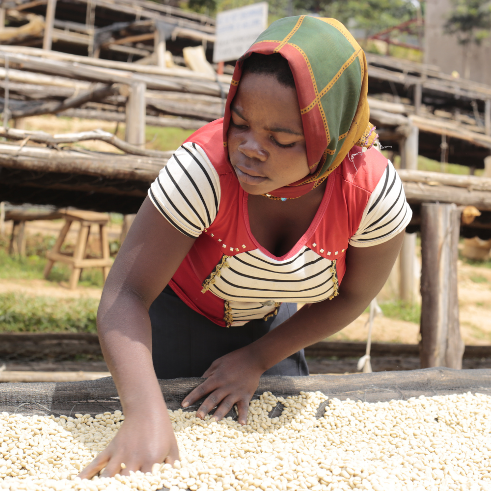 Murambi Hill, Burundi - Red Bourbon