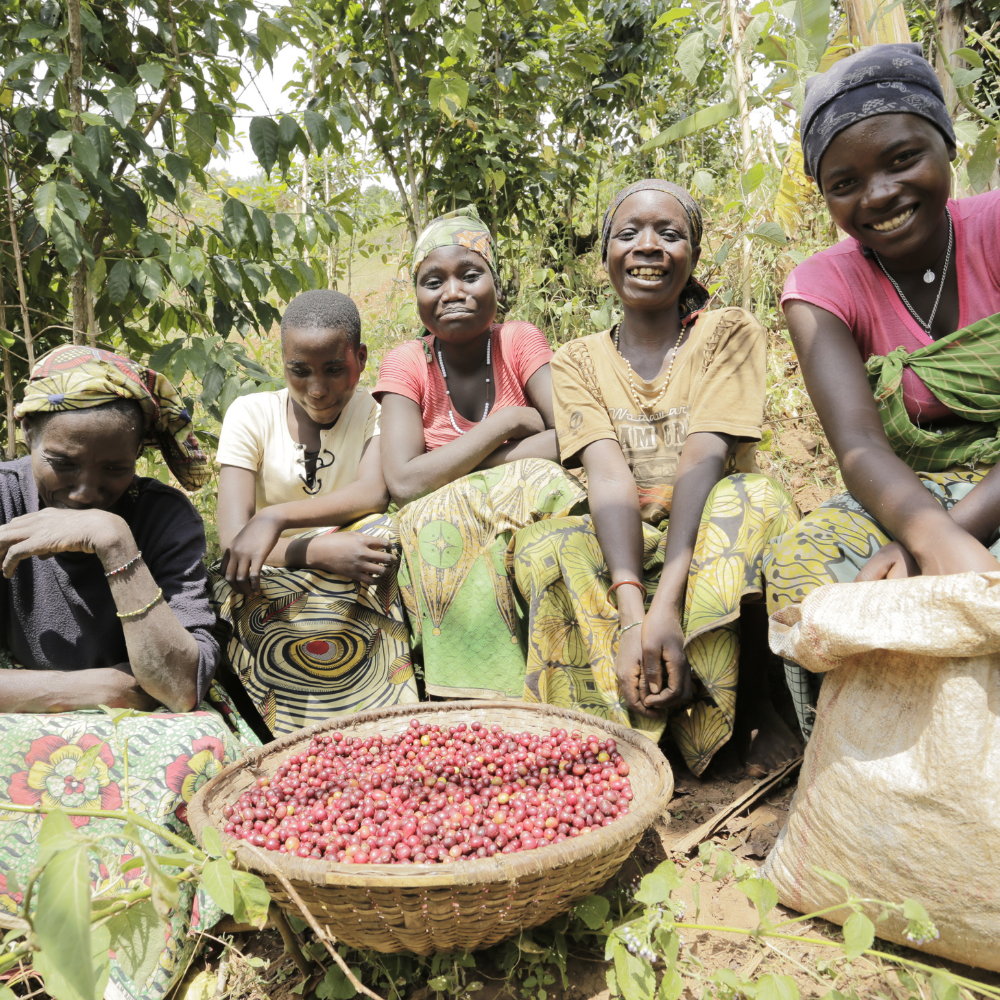 Murambi Hill, Burundi - Red Bourbon