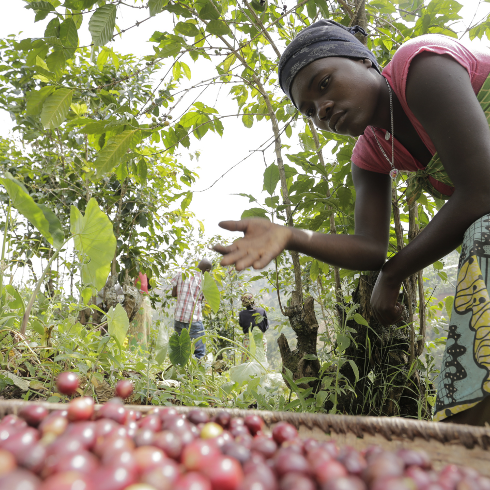 Murambi Hill, Burundi - Red Bourbon