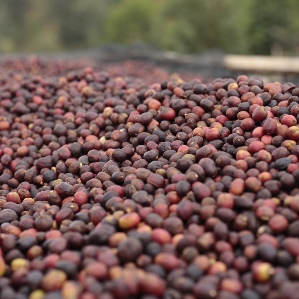 Murambi Hill, Burundi - Red Bourbon
