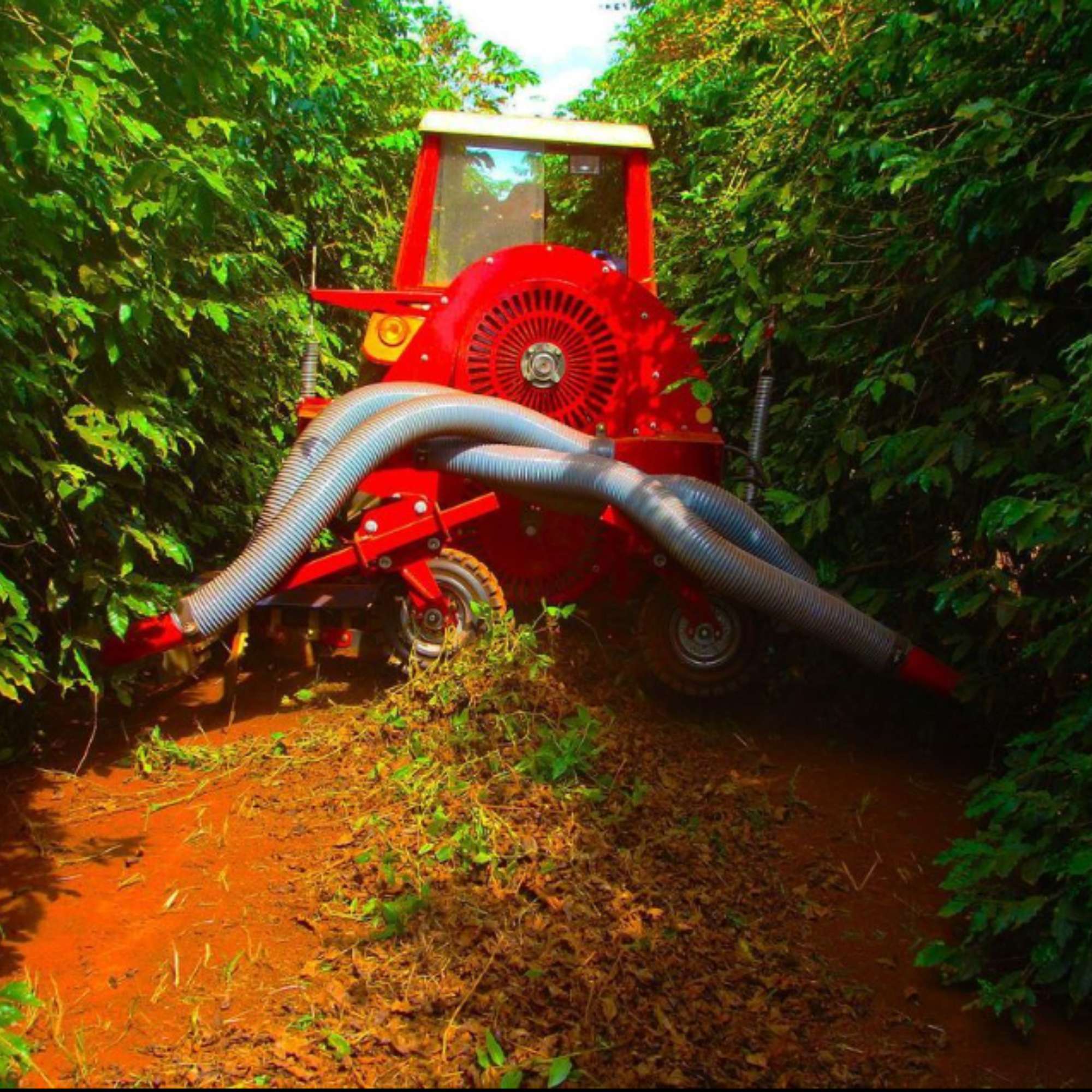 Terra Nova, Brazil - Single Farm