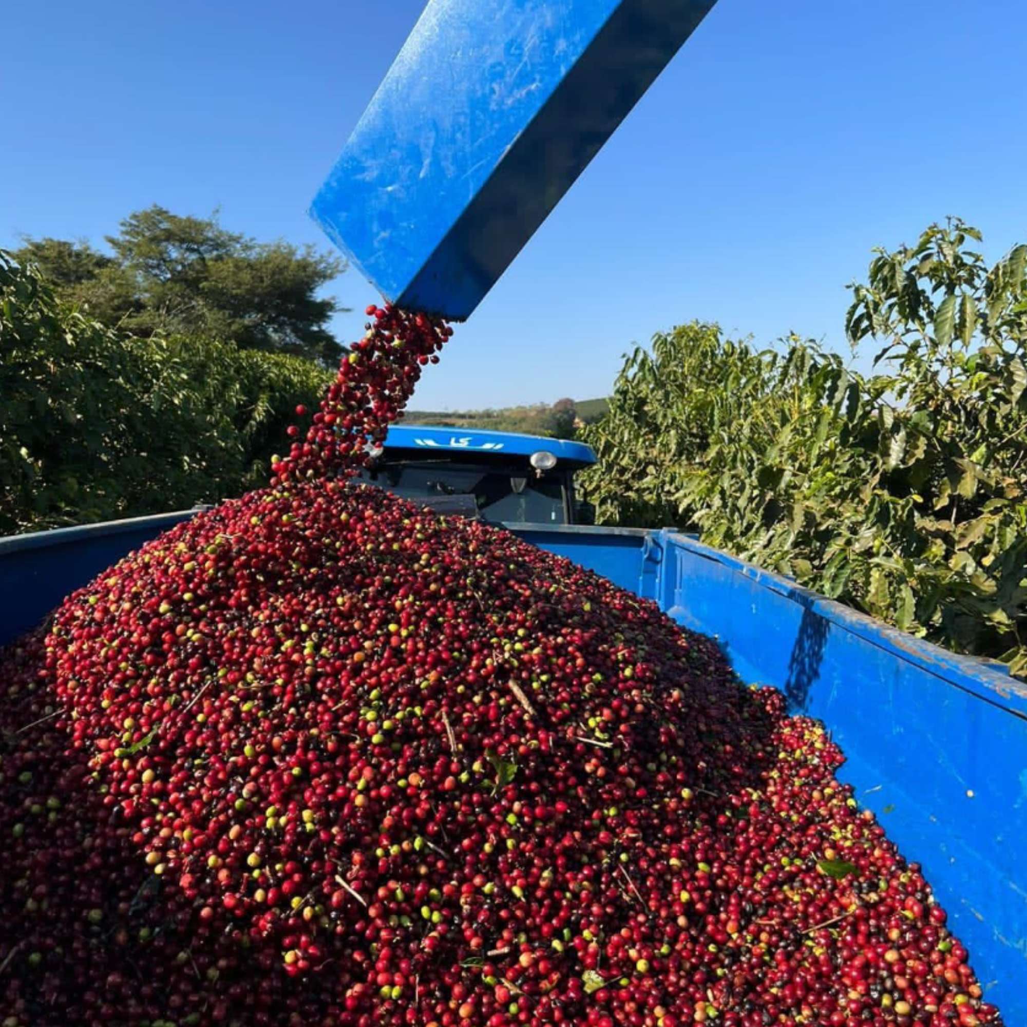 Terra Nova, Brazil - Single Farm