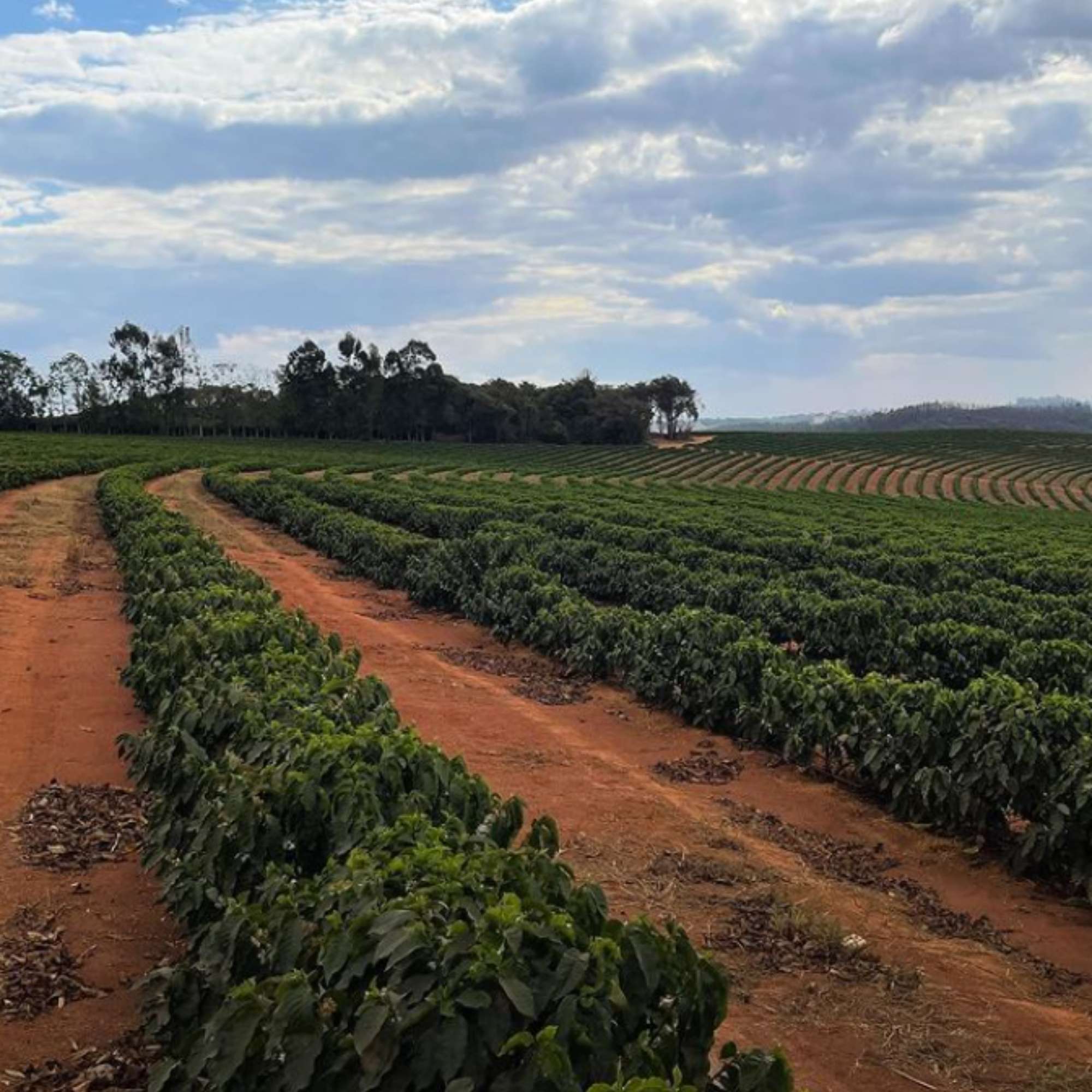 Terra Nova, Brazil - Single Farm