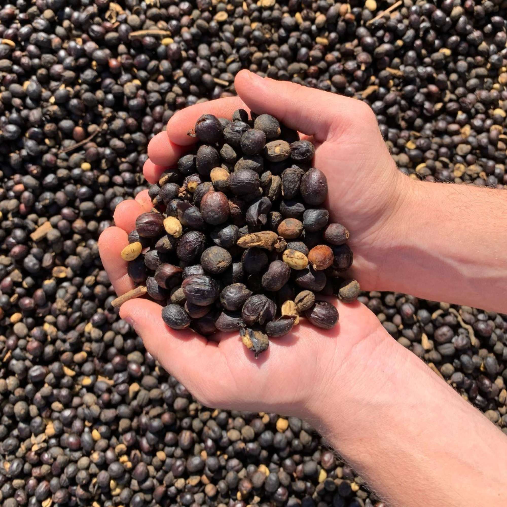 Terra Nova, Brazil - Single Farm