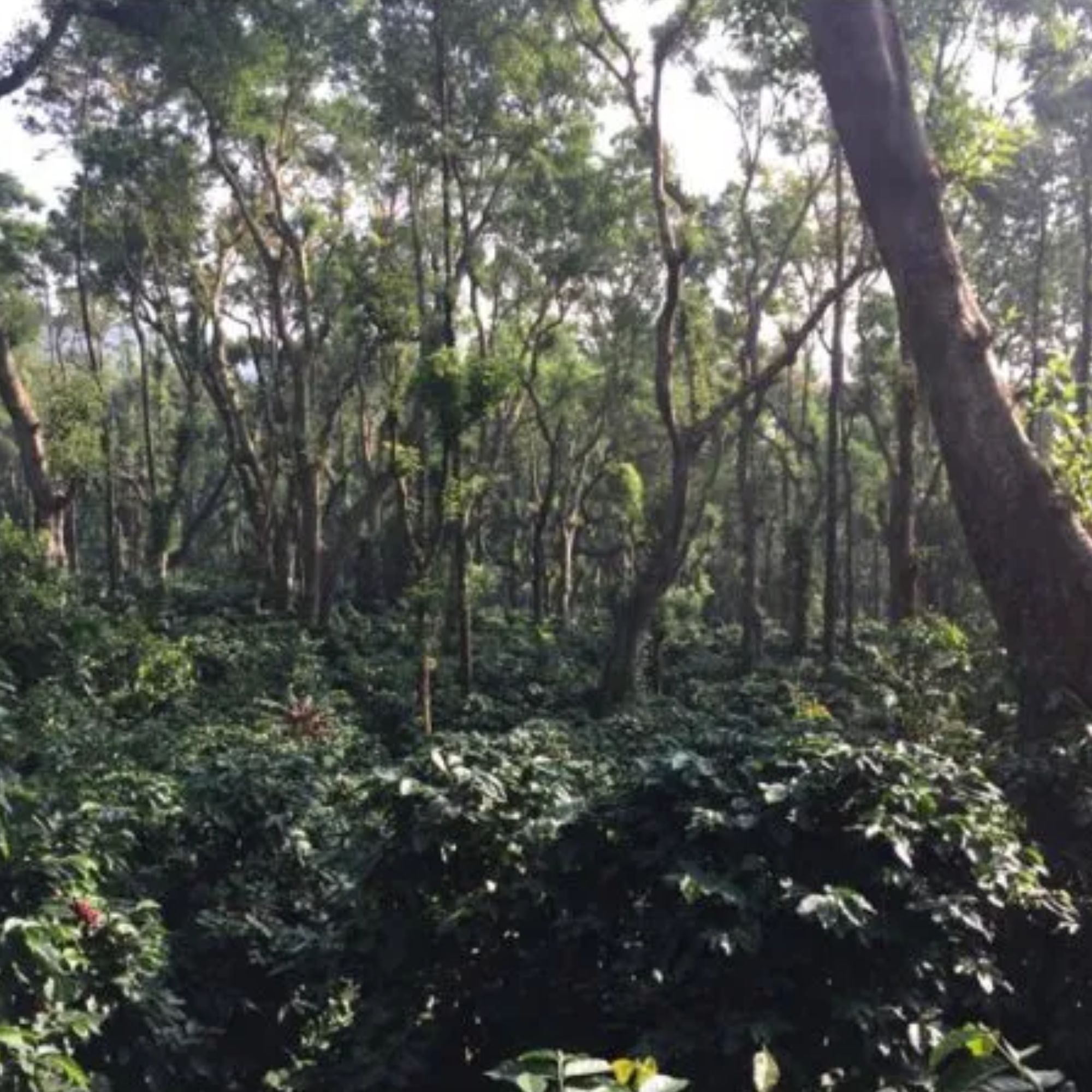 India, Pearl Mountain - Carbonic Maceration