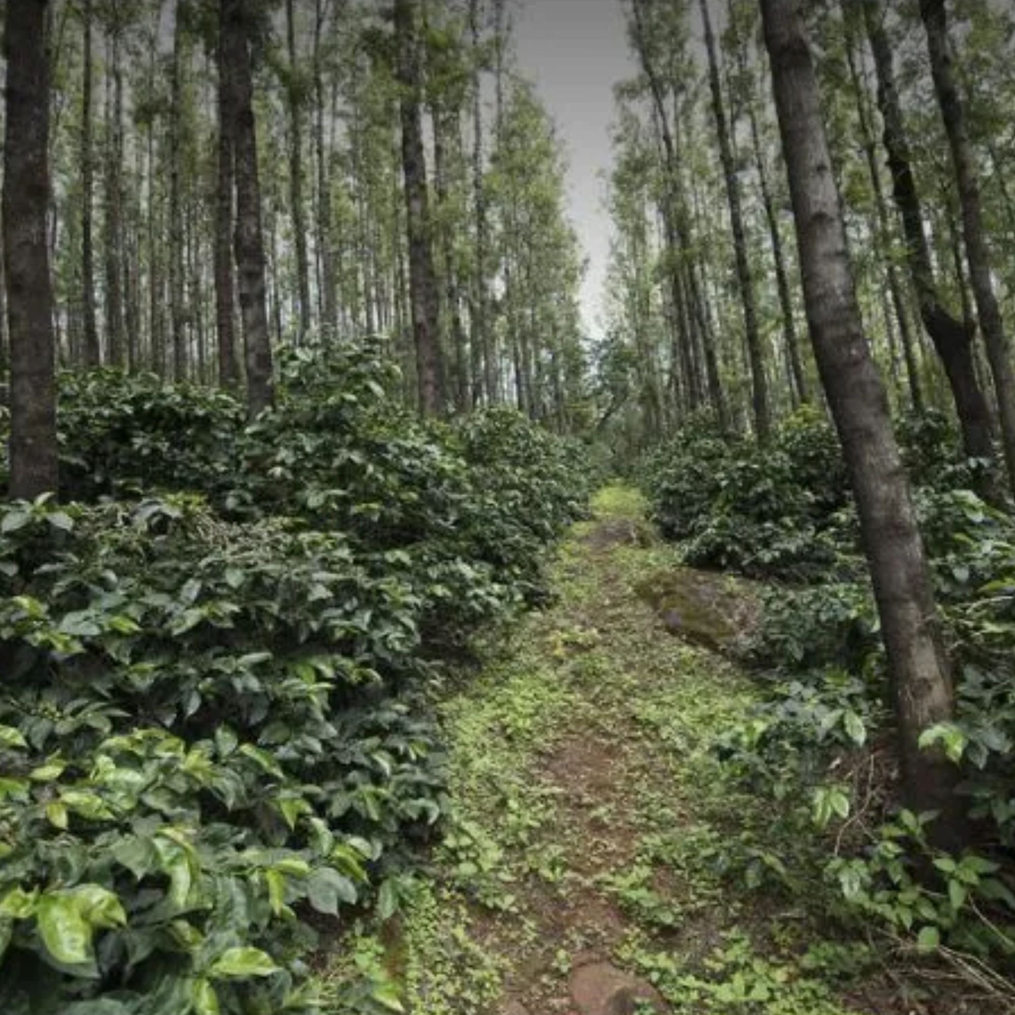India, Pearl Mountain - Carbonic Maceration