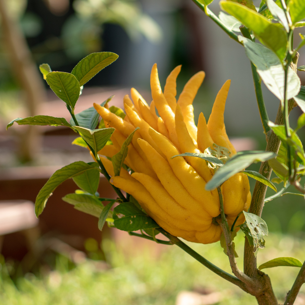 No Stone Estate, China - Bergamot Enzyme Honey